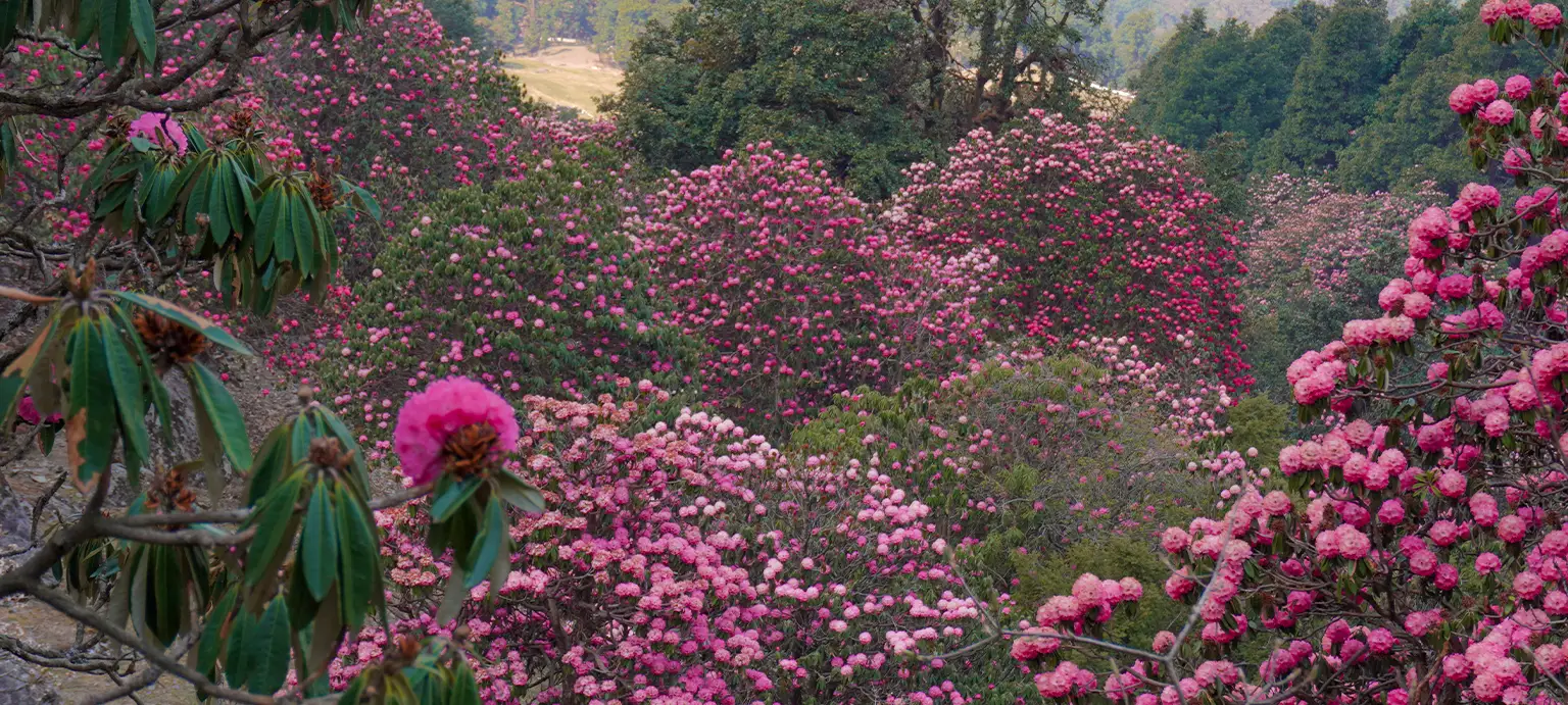 Chopta Chandrashila Tungnath Trek with Deoriatal